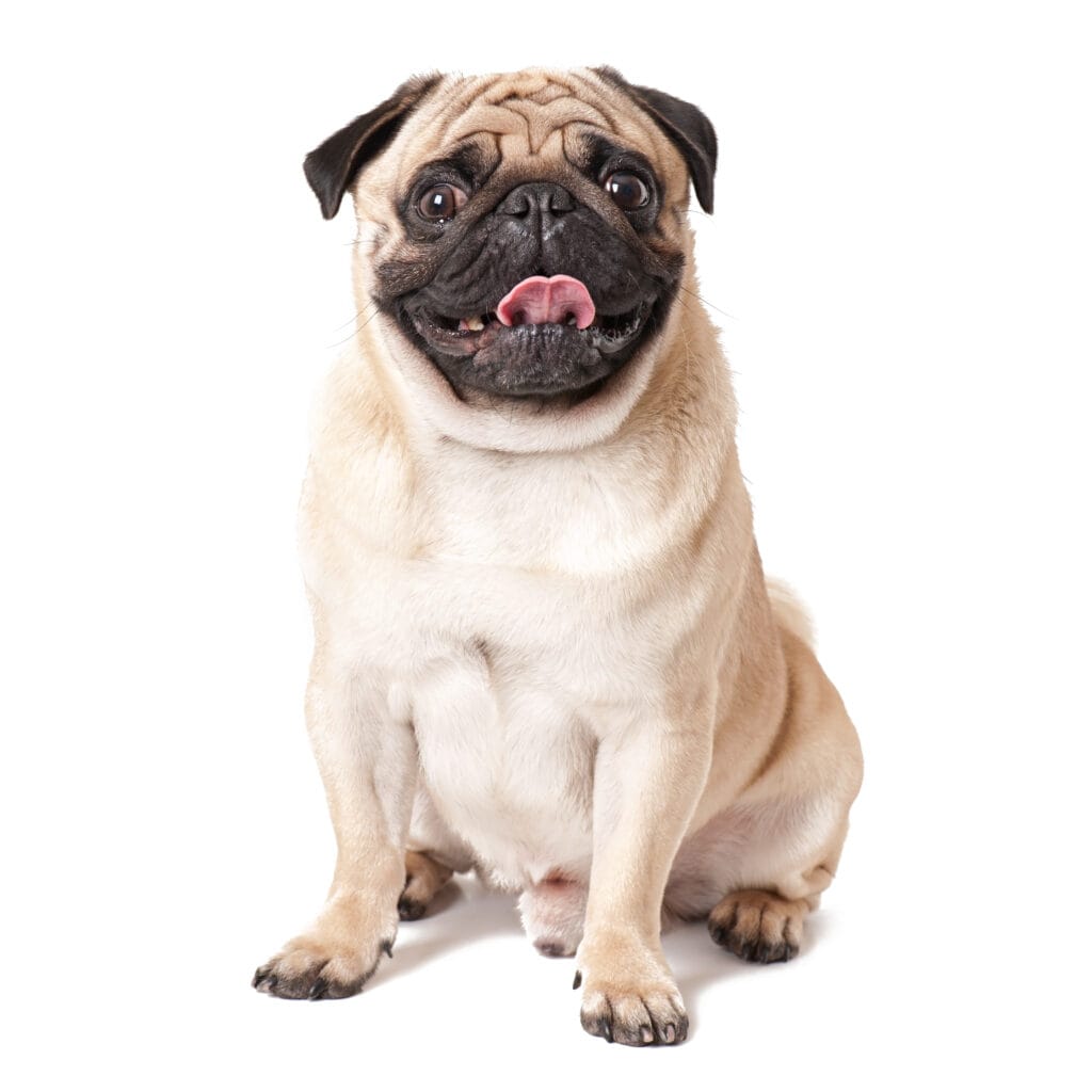 Drools Dog Food